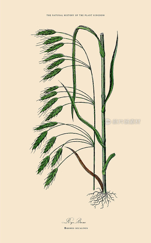 草，植物王国，维多利亚植物插图，大约1853年