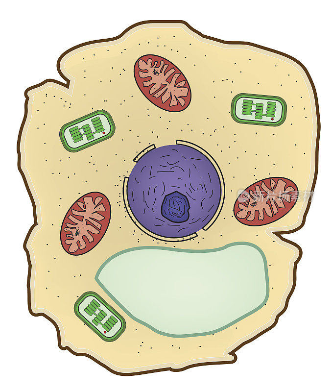 植物细胞结构矢量图，细胞解剖。