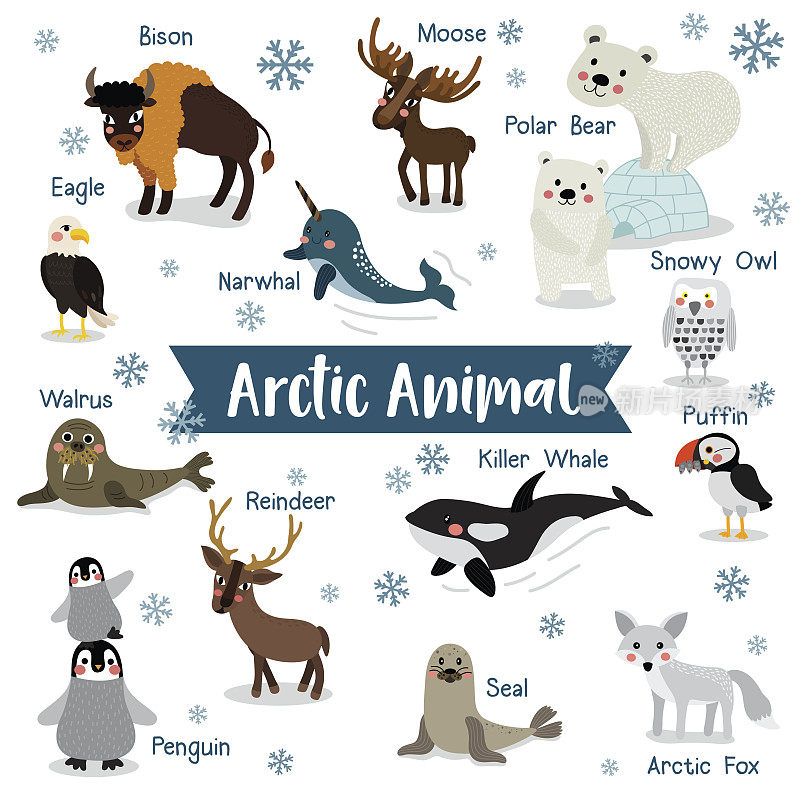 北极动物在白色背景与动物名称矢量插图。