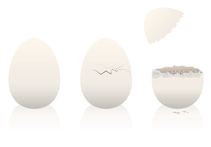 鸡蛋完整的破的打开蛋壳