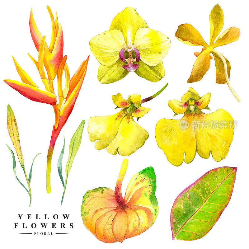 植物插图与现实的热带花和叶。