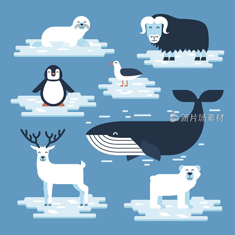 南极和北极的动物都在