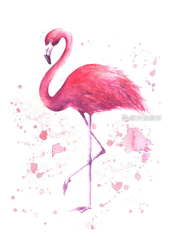 水彩粉红色的火烈鸟