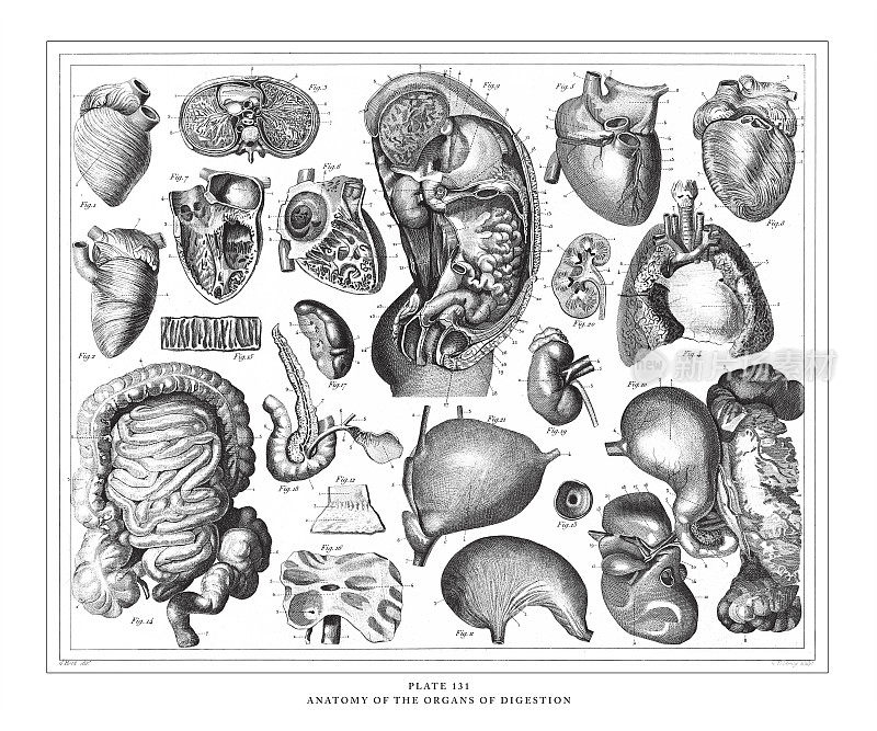 《消化器官解剖学》版画古玩插图，1851年出版