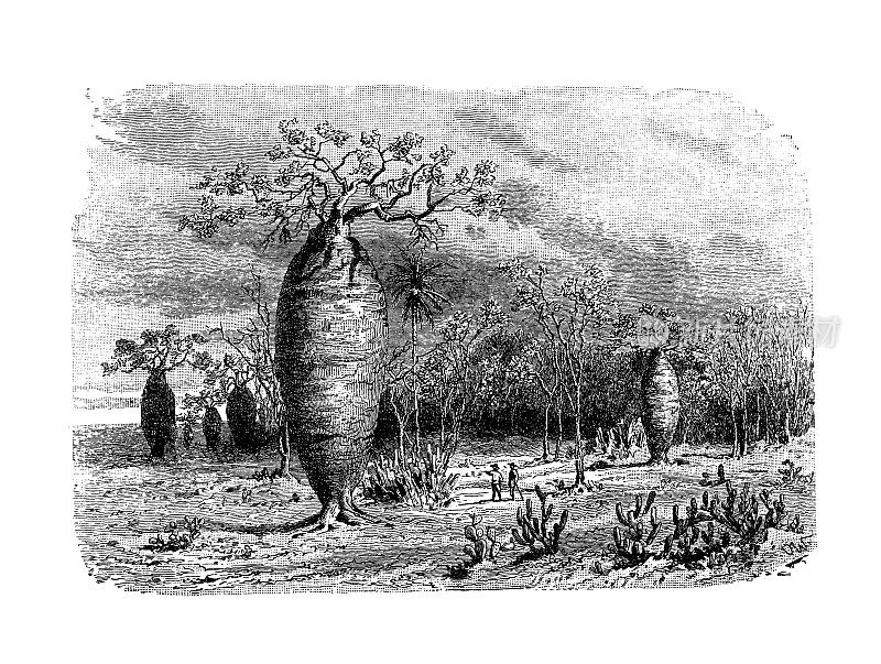 古植物学插图:木棉科