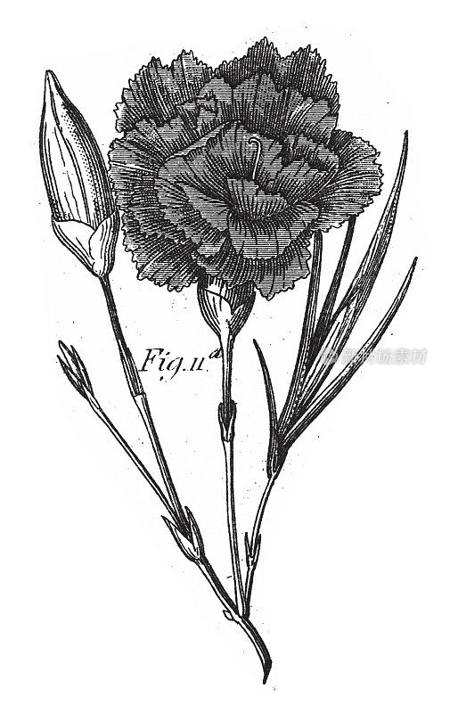 康乃馨，多科栽培植物，多为雕刻古玩插图，1851年出版