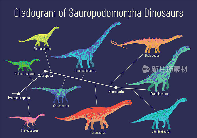蜥脚类恐龙的分枝图。彩色矢量图解显示关系之间的蜥脚类-原蜥脚类，蜥脚类，大纲。蓝色背景上的恐龙。
