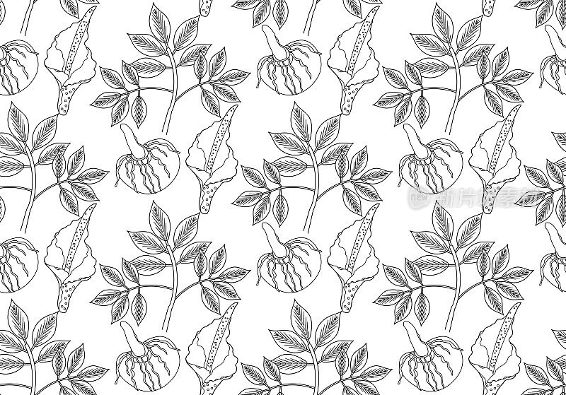 魔芋植物无缝图案手绘轮廓线样式。魔芋重复纹理，无尽的背景。矢量图
