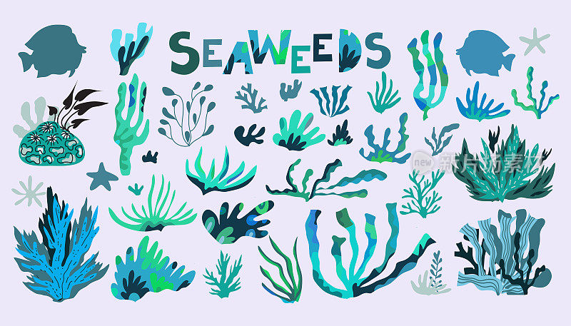 水下海洋植物集海藻、植海藻、海藻