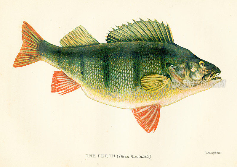 鲈鱼古董插图1894