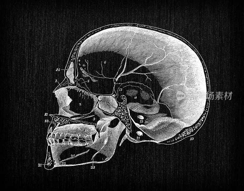 人体解剖学古董插图:头骨剖面图