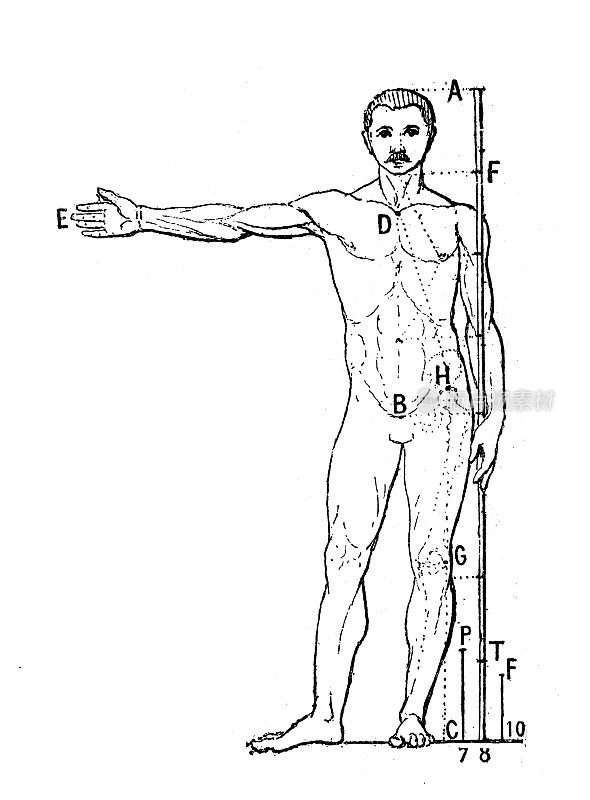 古董插图:人体比例