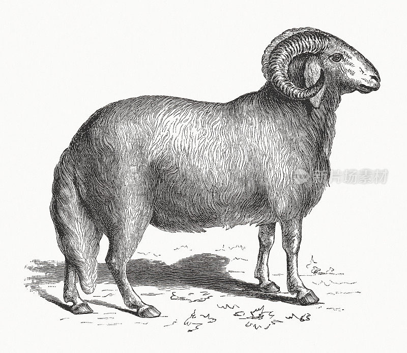 肥尾羊，木刻，1891年出版