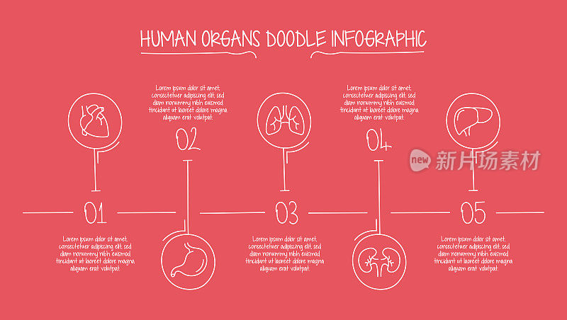 人体器官概念矢量线信息图形设计与图标。