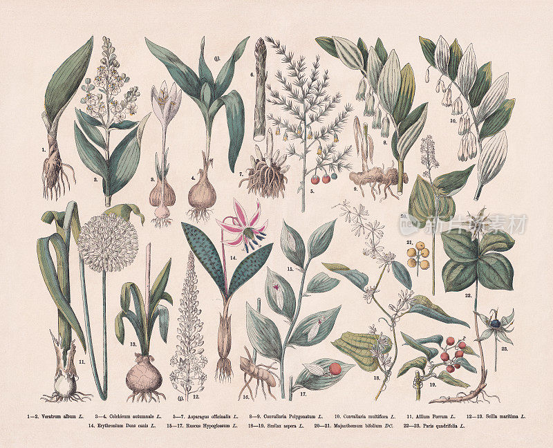 《实用药用植物》，手工彩绘木版，1887年出版