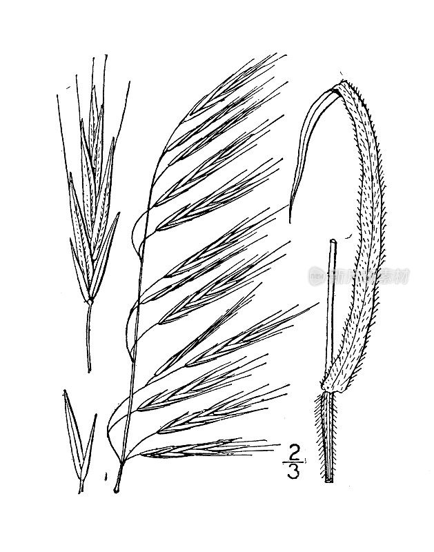 古董植物学植物插图:雀麦，多毛雀麦草