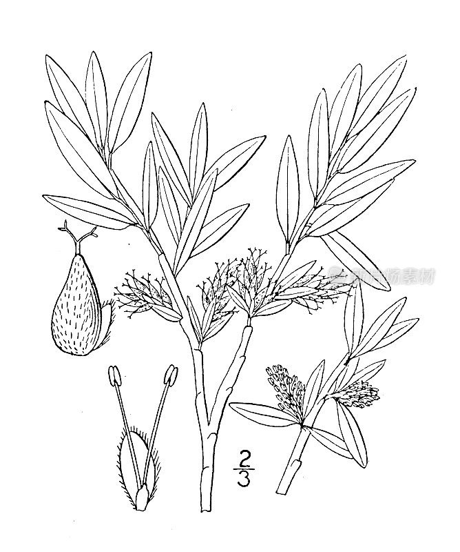 古植物学植物插图:沙柳、沙漠柳