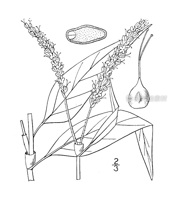 古植物学植物插图:长柱蓼、长柱桃