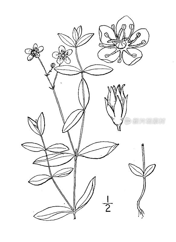 古植物学植物插图:木犀草、钝叶木犀草