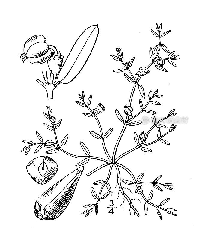 古植物学植物插图:大戟，海滨大戟