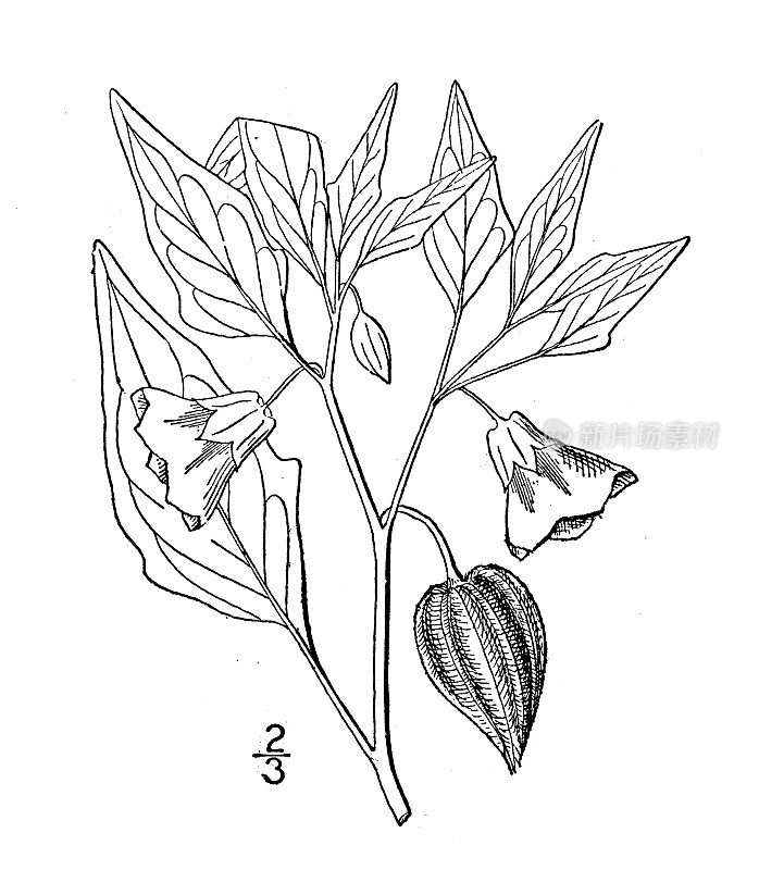 古董植物学植物插图:费城酸浆，费城樱桃地面