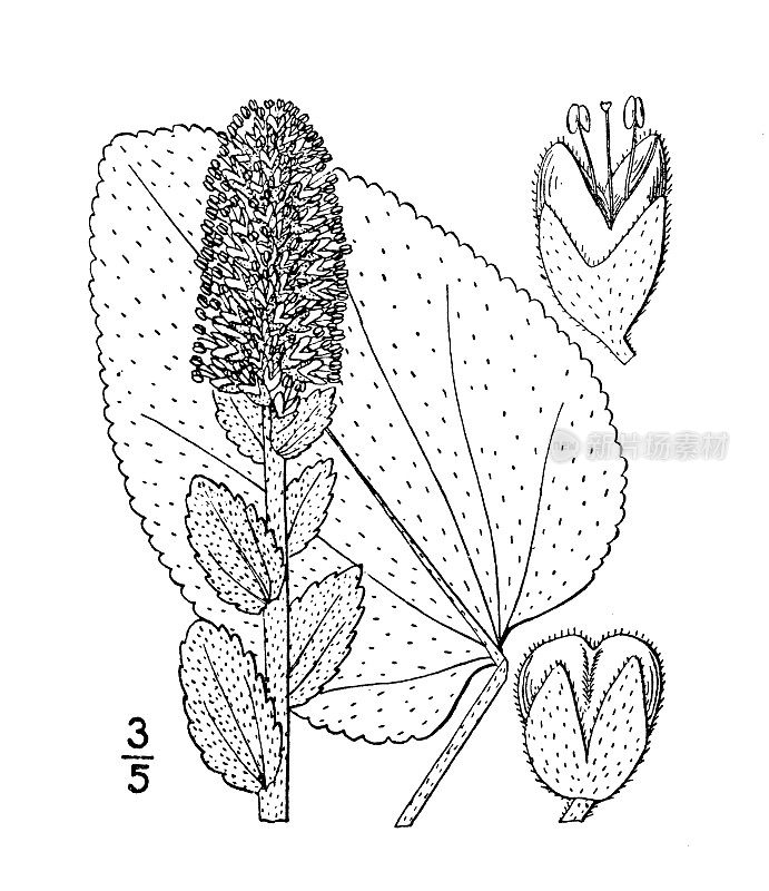 古植物学植物插图:乌尔芬尼亚・霍顿尼亚，霍顿的乌尔芬尼亚