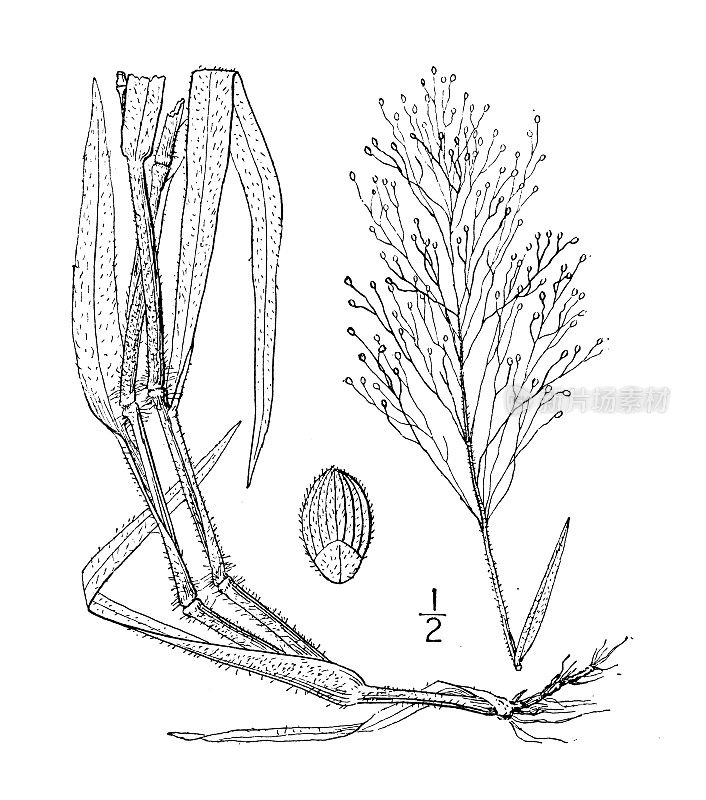 古植物学植物插图:圆锥花序、羊毛圆锥花序