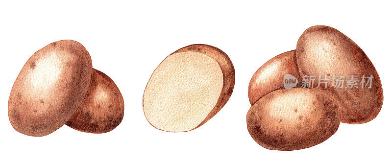 一组白色背景的土豆。手绘水彩插图