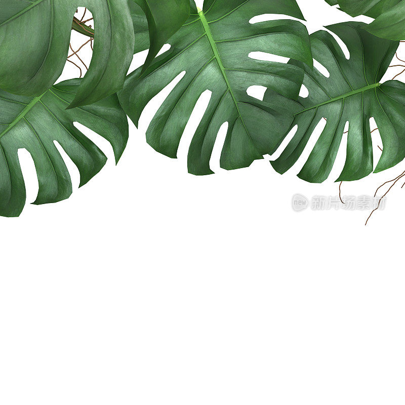 热带孟stera叶子植物叶子自然背景模型模板。三维渲染