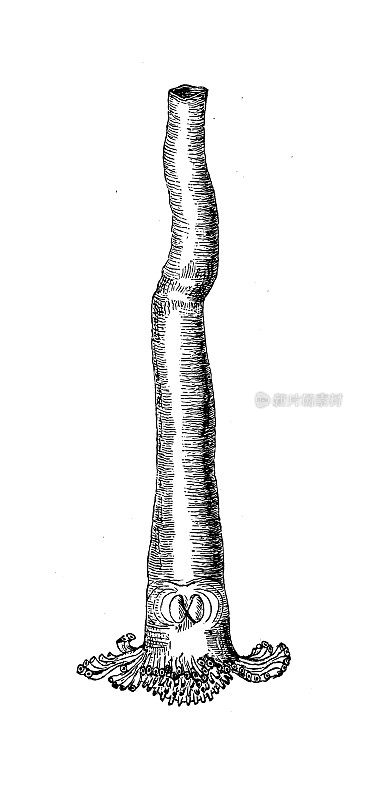 古代生物动物学图像:爪哇曲霉