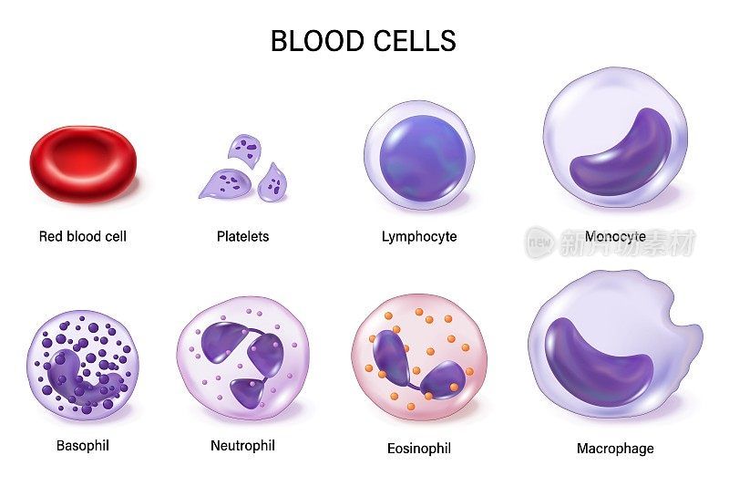血细胞。红细胞，白细胞和血小板。红细胞。血小板。白细胞:淋巴细胞，单核细胞，嗜碱性粒细胞，中性粒细胞，嗜酸性粒细胞和巨噬细胞。