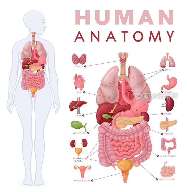 人体解剖学。女性身体器官图。