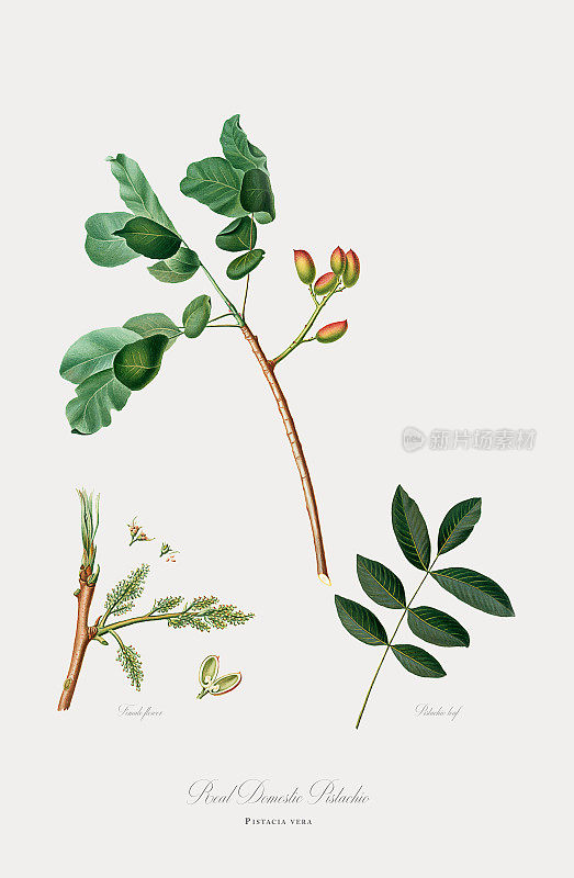 开心果，植物插图，大约1817年