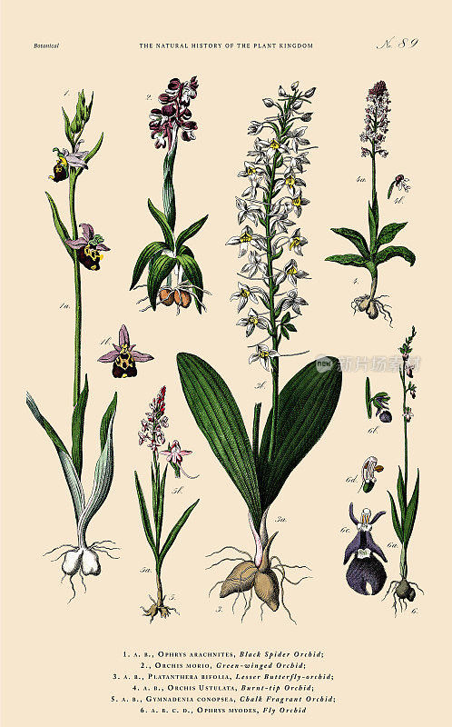 兰花和开花植物，植物王国，维多利亚植物插图，大约1853年
