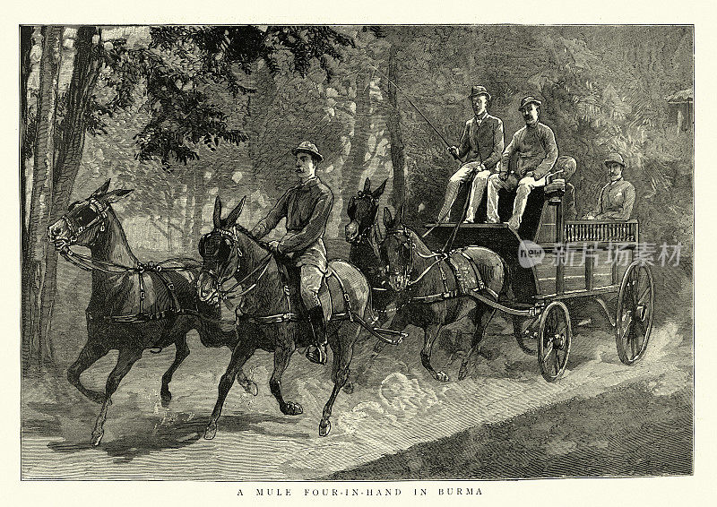 骡子拉马车，缅甸，19世纪