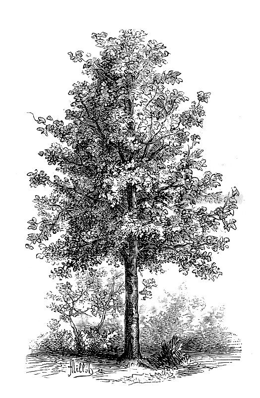 古植物学插图:西洋悬铃木，美国梧桐树，美国星系树，西洋梧桐树
