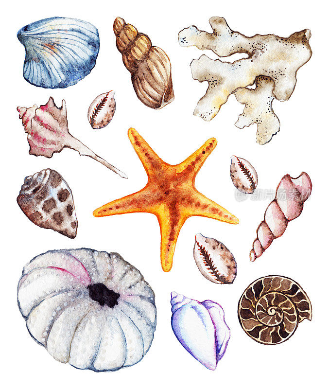水彩画海洋海洋海马海贝珊瑚菊石海胆集