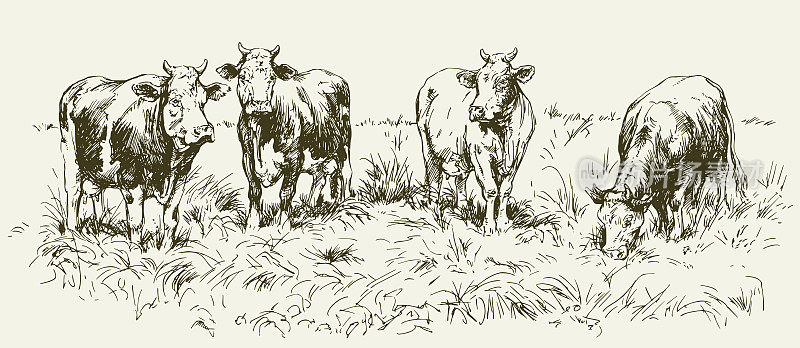 在草地上吃草的牛