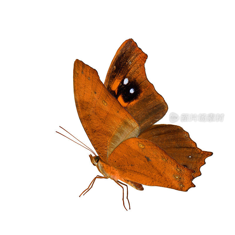 美丽的飞行橙色蝴蝶，普通的傍晚棕色在花哨的颜色充分伸展翅膀孤立在白色的背景