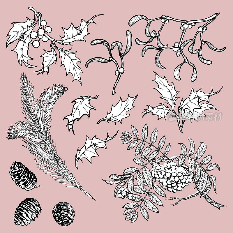 手工绘制的温带森林树木的枝叶。素描花集孤立在白色背景。槲寄生，rowanberry，冬青，杉树，球果和浆果。