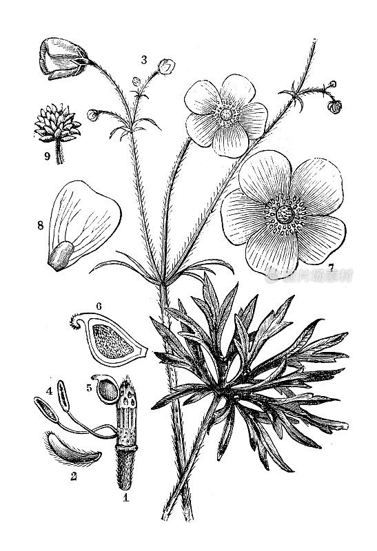 古董植物学插图:毛茛、毛茛