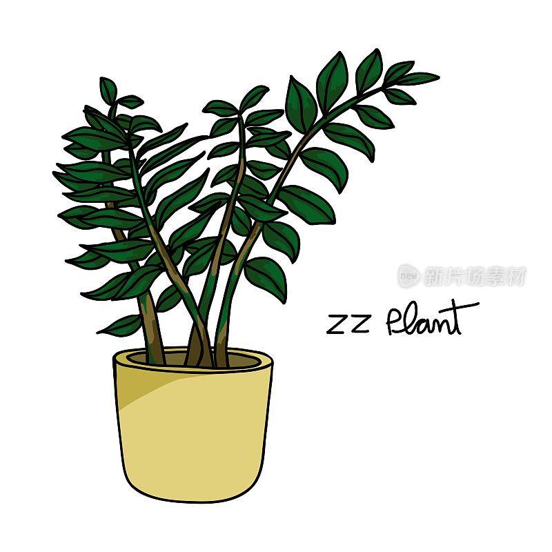 ZZ植物绘制矢量插图