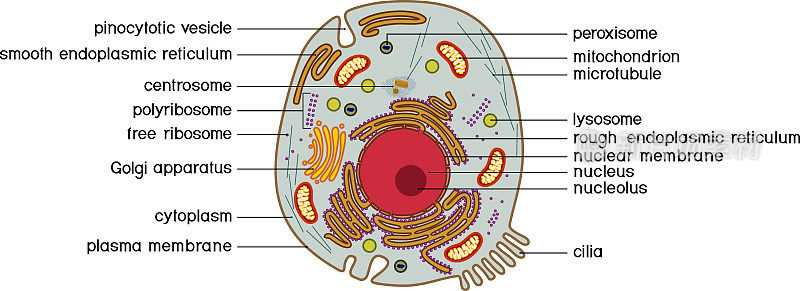动物细胞结构。生物课教材