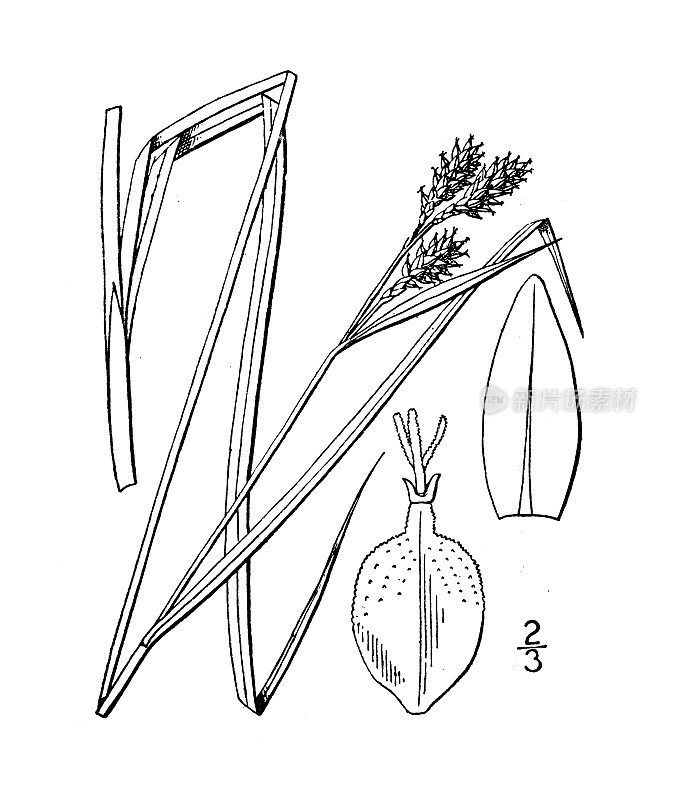 古植物学植物插图:苔草、黑色莎草