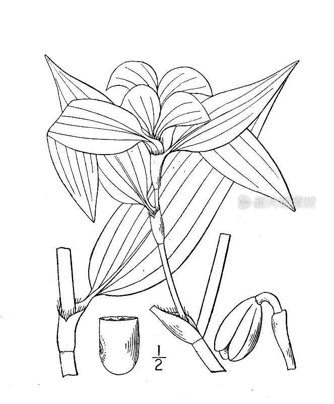 古植物学植物插图:小圆头草，有髯的萱草
