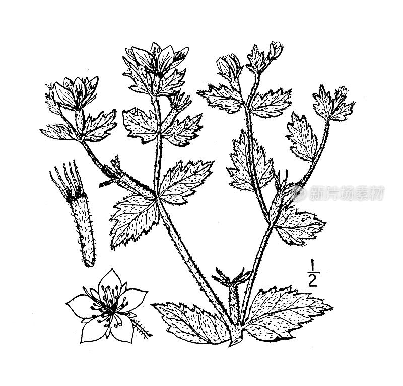 古植物学植物插图:寡孢子囊门氏菌，少数种子门氏菌