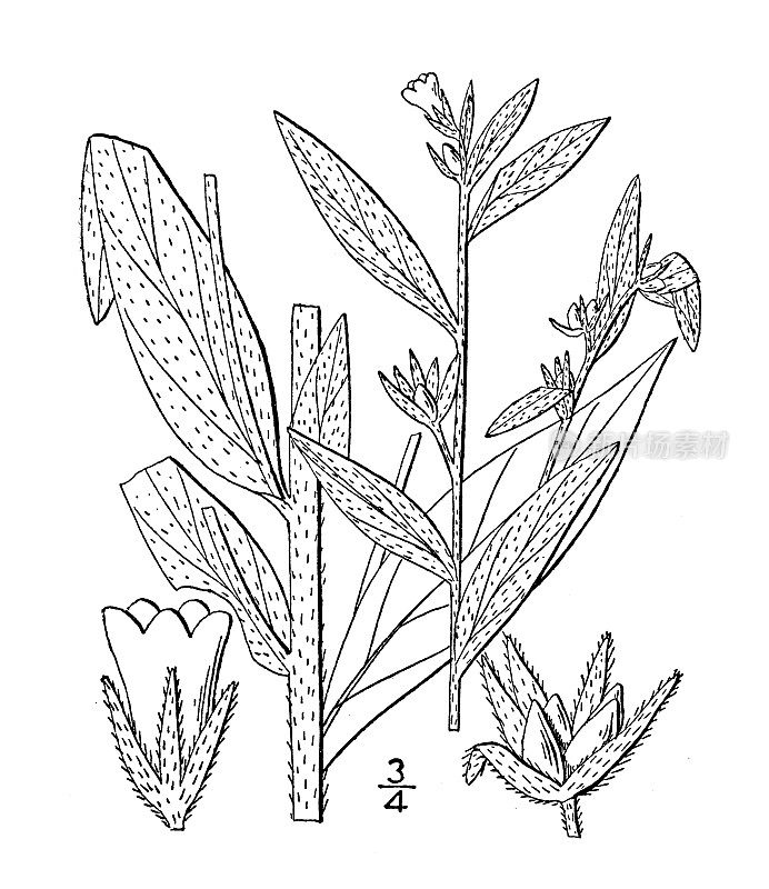 古植物学植物插图:紫草，格罗姆韦尔