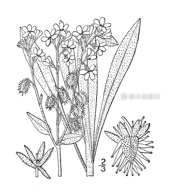 古植物学植物插图:大花粘籽