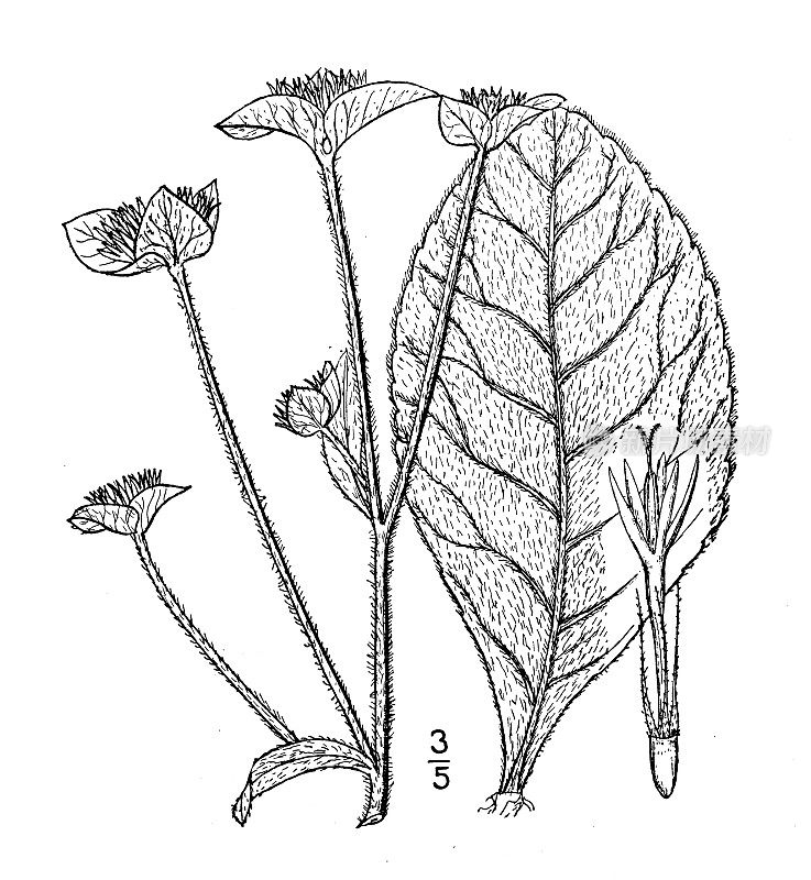 古植物学植物插图:毛毛象、毛象脚