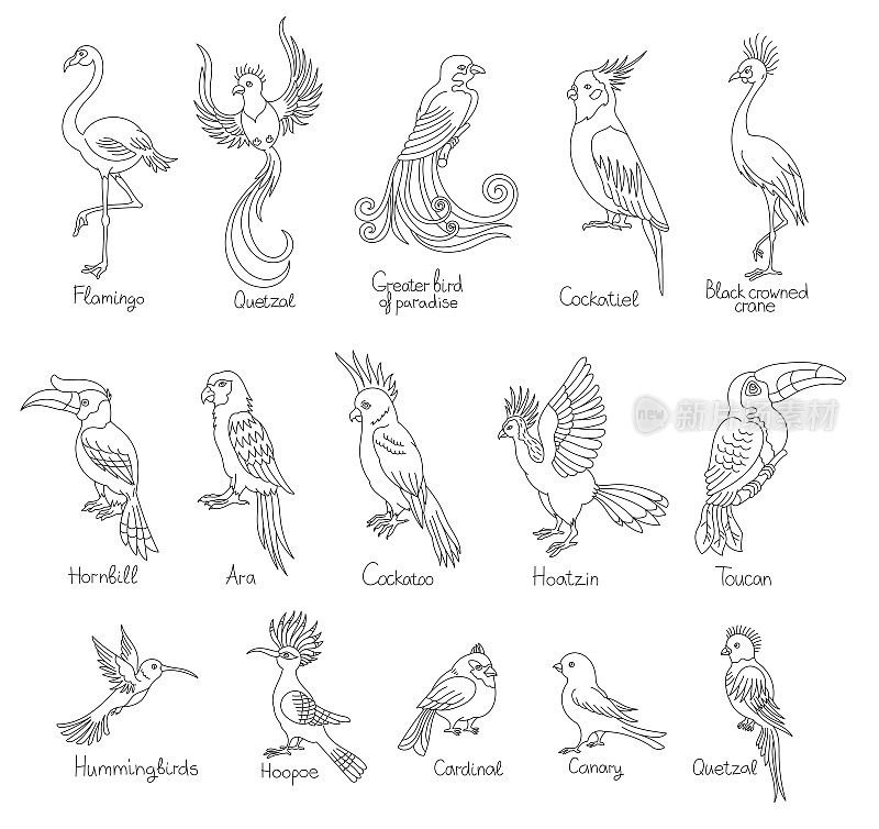 奇异的热带鸟类。还有标题。可编辑的轮廓笔画。矢量线插图。